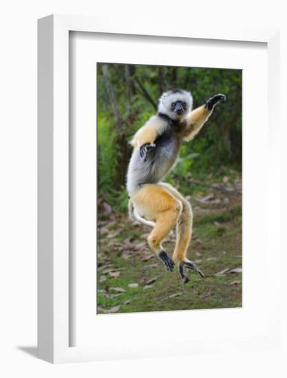 Adult Male Diademed Sifaka (Propithecus Diadema) Between Forest Fragments-Nick Garbutt-Framed Photographic Print