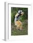 Adult Male Diademed Sifaka (Propithecus Diadema) Between Forest Fragments-Nick Garbutt-Framed Photographic Print