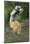 Adult Male Diademed Sifaka (Propithecus Diadema) Between Forest Fragments-Nick Garbutt-Mounted Photographic Print