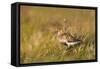 Adult Male Dunlin (Calidris Alpina) in Summer Plumage Calling on Moorland, Scotland, UK, June-Mark Hamblin-Framed Stretched Canvas