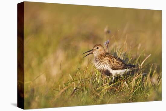 Adult Male Dunlin (Calidris Alpina) in Summer Plumage Calling on Moorland, Scotland, UK, June-Mark Hamblin-Stretched Canvas