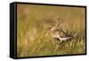 Adult Male Dunlin (Calidris Alpina) in Summer Plumage Calling on Moorland, Scotland, UK, June-Mark Hamblin-Framed Stretched Canvas