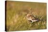 Adult Male Dunlin (Calidris Alpina) in Summer Plumage Calling on Moorland, Scotland, UK, June-Mark Hamblin-Stretched Canvas