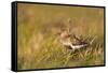 Adult Male Dunlin (Calidris Alpina) in Summer Plumage Calling on Moorland, Scotland, UK, June-Mark Hamblin-Framed Stretched Canvas