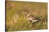 Adult Male Dunlin (Calidris Alpina) in Summer Plumage Calling on Moorland, Scotland, UK, June-Mark Hamblin-Stretched Canvas