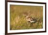 Adult Male Dunlin (Calidris Alpina) in Summer Plumage Calling on Moorland, Scotland, UK, June-Mark Hamblin-Framed Premium Photographic Print