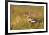 Adult Male Dunlin (Calidris Alpina) in Summer Plumage Calling on Moorland, Scotland, UK, June-Mark Hamblin-Framed Premium Photographic Print
