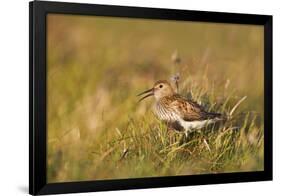 Adult Male Dunlin (Calidris Alpina) in Summer Plumage Calling on Moorland, Scotland, UK, June-Mark Hamblin-Framed Premium Photographic Print