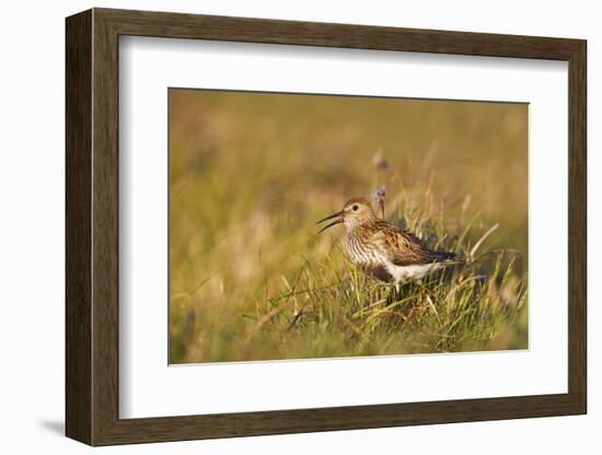 Adult Male Dunlin (Calidris Alpina) in Summer Plumage Calling on Moorland, Scotland, UK, June-Mark Hamblin-Framed Photographic Print