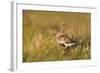 Adult Male Dunlin (Calidris Alpina) in Summer Plumage Calling on Moorland, Scotland, UK, June-Mark Hamblin-Framed Photographic Print