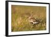 Adult Male Dunlin (Calidris Alpina) in Summer Plumage Calling on Moorland, Scotland, UK, June-Mark Hamblin-Framed Photographic Print