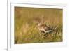 Adult Male Dunlin (Calidris Alpina) in Summer Plumage Calling on Moorland, Scotland, UK, June-Mark Hamblin-Framed Photographic Print