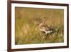 Adult Male Dunlin (Calidris Alpina) in Summer Plumage Calling on Moorland, Scotland, UK, June-Mark Hamblin-Framed Photographic Print