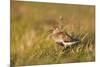 Adult Male Dunlin (Calidris Alpina) in Summer Plumage Calling on Moorland, Scotland, UK, June-Mark Hamblin-Mounted Photographic Print