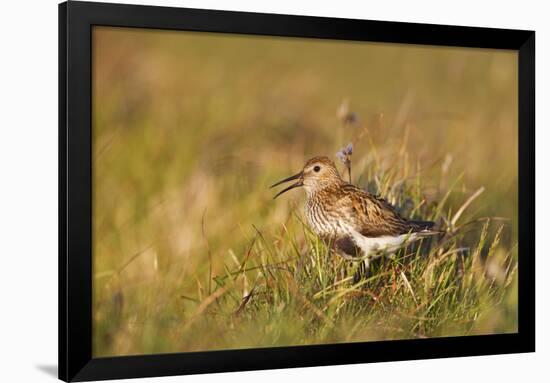 Adult Male Dunlin (Calidris Alpina) in Summer Plumage Calling on Moorland, Scotland, UK, June-Mark Hamblin-Framed Photographic Print