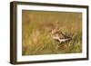 Adult Male Dunlin (Calidris Alpina) in Summer Plumage Calling on Moorland, Scotland, UK, June-Mark Hamblin-Framed Photographic Print