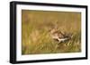 Adult Male Dunlin (Calidris Alpina) in Summer Plumage Calling on Moorland, Scotland, UK, June-Mark Hamblin-Framed Photographic Print