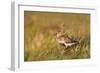 Adult Male Dunlin (Calidris Alpina) in Summer Plumage Calling on Moorland, Scotland, UK, June-Mark Hamblin-Framed Photographic Print