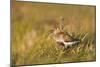 Adult Male Dunlin (Calidris Alpina) in Summer Plumage Calling on Moorland, Scotland, UK, June-Mark Hamblin-Mounted Photographic Print