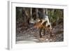 Adult Male Fosa (Crytoprocta Ferox) Yawning, On Deciduous Forest Floor-Nick Garbutt-Framed Photographic Print