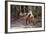 Adult Male Fosa (Crytoprocta Ferox) Yawning, On Deciduous Forest Floor-Nick Garbutt-Framed Photographic Print