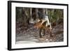 Adult Male Fosa (Crytoprocta Ferox) Yawning, On Deciduous Forest Floor-Nick Garbutt-Framed Photographic Print