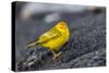 Adult Male Galapagos Yellow Warbler (Setophaga Petechia Aureola) at Puerto Egas-Michael Nolan-Stretched Canvas