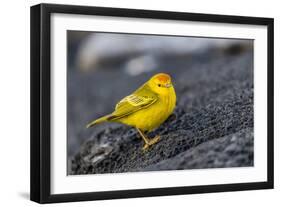 Adult Male Galapagos Yellow Warbler (Setophaga Petechia Aureola) at Puerto Egas-Michael Nolan-Framed Photographic Print