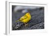 Adult Male Galapagos Yellow Warbler (Setophaga Petechia Aureola) at Puerto Egas-Michael Nolan-Framed Photographic Print