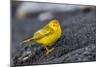 Adult Male Galapagos Yellow Warbler (Setophaga Petechia Aureola) at Puerto Egas-Michael Nolan-Mounted Photographic Print