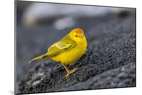 Adult Male Galapagos Yellow Warbler (Setophaga Petechia Aureola) at Puerto Egas-Michael Nolan-Mounted Photographic Print