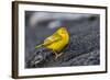Adult Male Galapagos Yellow Warbler (Setophaga Petechia Aureola) at Puerto Egas-Michael Nolan-Framed Photographic Print