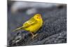 Adult Male Galapagos Yellow Warbler (Setophaga Petechia Aureola) at Puerto Egas-Michael Nolan-Mounted Photographic Print