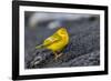 Adult Male Galapagos Yellow Warbler (Setophaga Petechia Aureola) at Puerto Egas-Michael Nolan-Framed Photographic Print