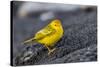 Adult Male Galapagos Yellow Warbler (Setophaga Petechia Aureola) at Puerto Egas-Michael Nolan-Stretched Canvas