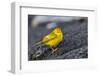 Adult Male Galapagos Yellow Warbler (Setophaga Petechia Aureola) at Puerto Egas-Michael Nolan-Framed Photographic Print