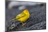 Adult Male Galapagos Yellow Warbler (Setophaga Petechia Aureola) at Puerto Egas-Michael Nolan-Mounted Photographic Print