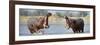 Adult Male Hippopotamuses (Hippopotamus Amphibius) Posturing In Agressive 'Yawn' Behaviour-Nick Garbutt-Framed Photographic Print