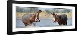 Adult Male Hippopotamuses (Hippopotamus Amphibius) Posturing In Agressive 'Yawn' Behaviour-Nick Garbutt-Framed Photographic Print