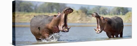 Adult Male Hippopotamuses (Hippopotamus Amphibius) Posturing In Agressive 'Yawn' Behaviour-Nick Garbutt-Stretched Canvas
