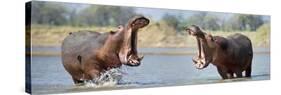 Adult Male Hippopotamuses (Hippopotamus Amphibius) Posturing In Agressive 'Yawn' Behaviour-Nick Garbutt-Stretched Canvas