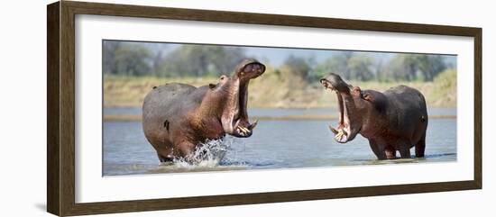 Adult Male Hippopotamuses (Hippopotamus Amphibius) Posturing In Agressive 'Yawn' Behaviour-Nick Garbutt-Framed Photographic Print