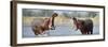 Adult Male Hippopotamuses (Hippopotamus Amphibius) Posturing In Agressive 'Yawn' Behaviour-Nick Garbutt-Framed Photographic Print