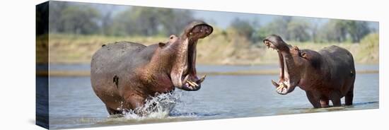 Adult Male Hippopotamuses (Hippopotamus Amphibius) Posturing In Agressive 'Yawn' Behaviour-Nick Garbutt-Stretched Canvas