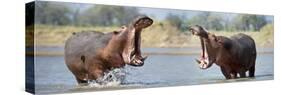 Adult Male Hippopotamuses (Hippopotamus Amphibius) Posturing In Agressive 'Yawn' Behaviour-Nick Garbutt-Stretched Canvas