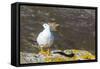 Adult Male Kelp Goose (Chloephaga Hybrida)-Michael Nolan-Framed Stretched Canvas