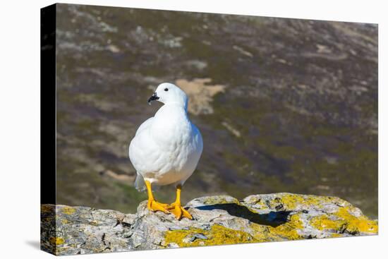 Adult Male Kelp Goose (Chloephaga Hybrida)-Michael Nolan-Stretched Canvas