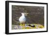 Adult Male Kelp Goose (Chloephaga Hybrida)-Michael Nolan-Framed Photographic Print