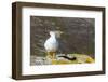 Adult Male Kelp Goose (Chloephaga Hybrida)-Michael Nolan-Framed Photographic Print