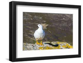 Adult Male Kelp Goose (Chloephaga Hybrida)-Michael Nolan-Framed Photographic Print